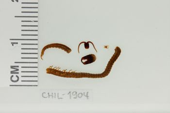 Media type: image;   Invertebrate Zoology CHIL-1904 Description: Digital photograph of preserved specimen.;